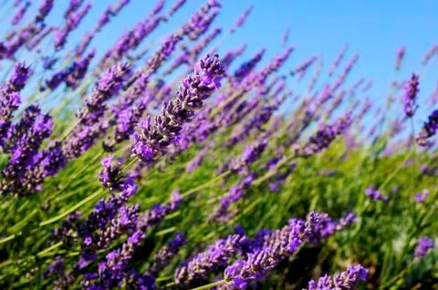 Common lavender Stock Photos