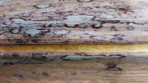 Common leaf diseases found in sugarcane (Saccharum officinarum) cultivation. Foto stock