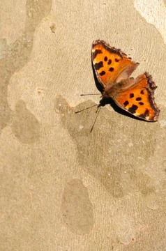 Common leopard butterfly on the bark of a tree 스톡 사진