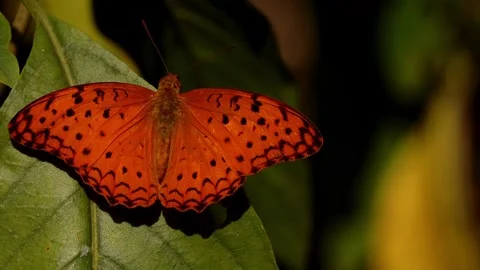 Common leopard butterfly perching in forest habitat Stock Footage 328296777