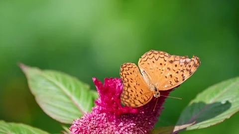 Common Leopard Butterfly (Phalanta phalantha) Feeding and Slowly Opening Wings o 스톡 동영상 321675463