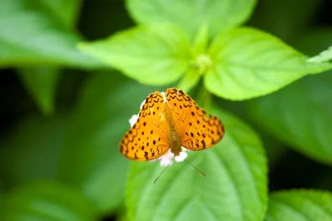 Common leopard butterfly phalanta phalantha ; India Copyright: xSafatxAli/... Foto stock
