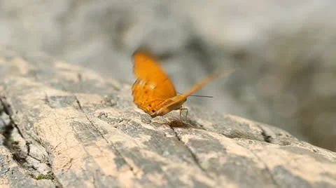 Common leopard butterfly (Phalnta phalnta phalnfa Drury) resting on a wood Stock Footage 22816281