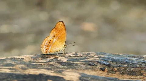 Common leopard butterfly (Phalnta phalnta phalnfa Drury) resting on a wood Stock Footage 22819644