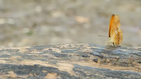 Common leopard butterfly (Phalnta phalnta phalnfa Drury) resting on a wood Stock Footage 22821669