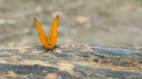 Common leopard butterfly (Phalnta phalnta phalnfa Drury) resting on a wood Stock Footage 22822897