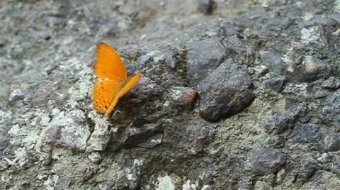 Common leopard butterfly (Phalnta phalnta phalnfa Drury) resting on a stone Stock Footage 22841071
