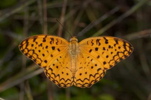 Common Leopard Butterfly Foto stock