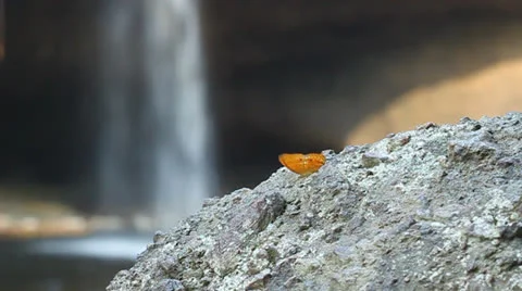 Common leopard butterfly resting on stone with waterfall background Stock Footage 22823189