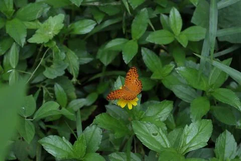 A common leopard butterfly spreading its wings on top of a yellow flower Stock Photos