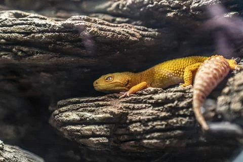The common leopard gecko , Eublepharis macularius, is a ground-dwelling lizard Stock Photos