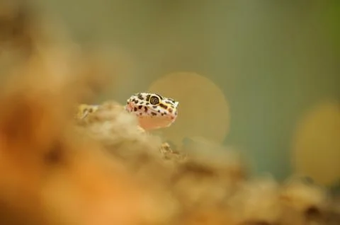 Common leopard gecko hidden in orange Фото