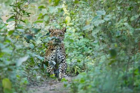 Common Leopard in Nepal Stock Photos