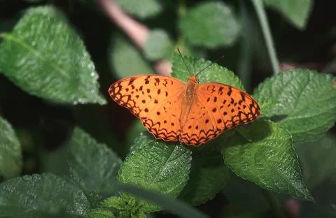 Common Leopard, Phalanta phalantha fast flying butterfly found in forested .. Stock Photos
