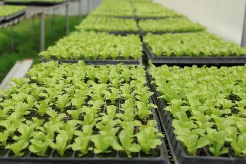 Common Lettuce Stock Photos