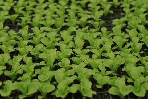 Common Lettuce Stockfoto's