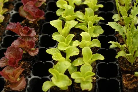 Common Lettuce Stock Photos