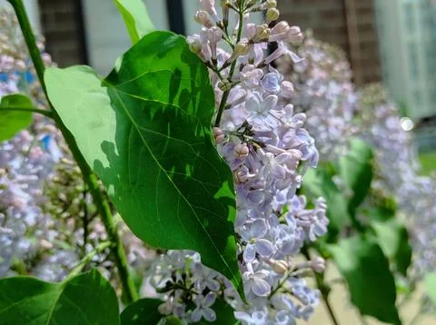 Common lilac, blooms in spring, with large green leaves Stockfoto's