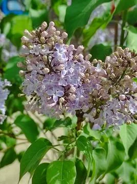 Common lilac, blooms in spring 스톡 사진