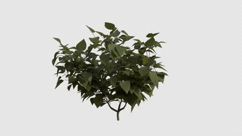 Common Lilac blowing in the wind Loop Animation. Alpha Channel. Stock Footage 307635945