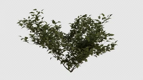 Common Lilac blowing in the wind Loop Animation. Alpha Channel Stock Footage 307635991