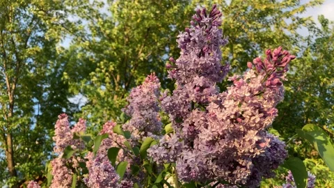 Common Lilac Flower Tree in Bloom featuring vivid colorful lilac flowers. Stock Footage 235620908