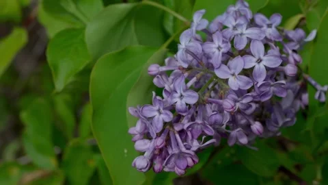 Common lilac Stock Footage 333363255