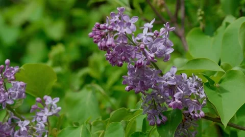 Common lilac Video stock 333363281