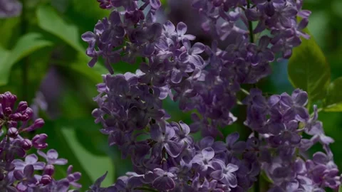 Common lilac Video stock 333363473