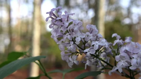 Common Lilac, Hidden Gems, Tiny Wildflowers in Bloom Stock Footage 274326626