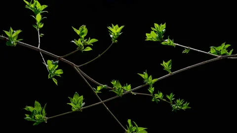 Common Lilac Leaves Growing Stock Footage 219789288