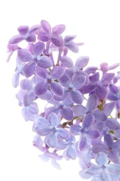 Common lilac Stock Photos
