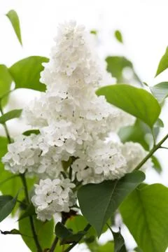 Common Lilac, white variant Stock Photos