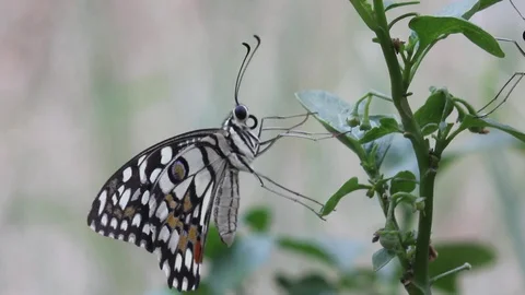 The Common Lime Butterfly Stock Footage 103474780