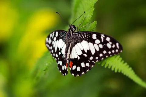 Common lime butterfly Stock Photos