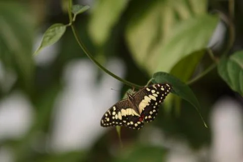 A Common Lime Butterfly Stock Photos