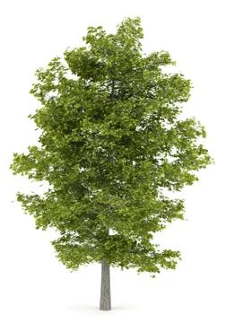 Common lime tree isolated on white background Stock Illustration