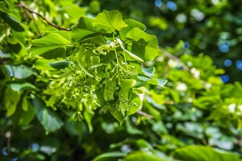 The Common lime tree Stock Photos
