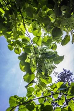 The Common lime tree Stock Photos