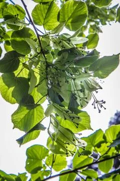 The Common lime tree Stock Photos