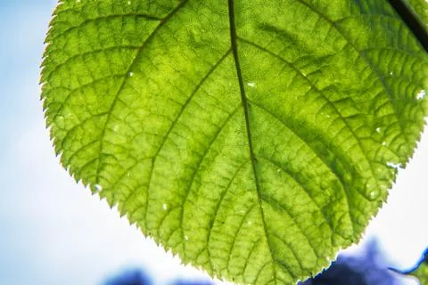 The Common lime tree Stock Photos