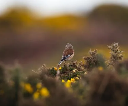 Common linnet bush Stock Photos