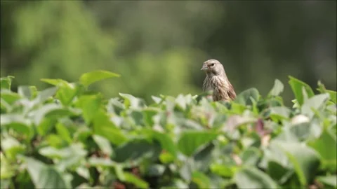 Common linnet, Carduelis cannabina sitting on a hedge Stock Footage