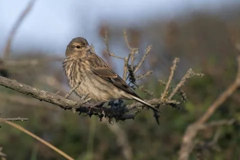 Common Linnet female Stock Photos