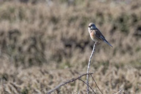 Common Linnet Foto stock
