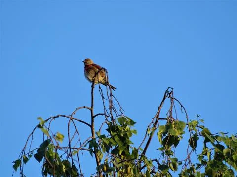 Common linnet spotted on a birch tree Stock Photos