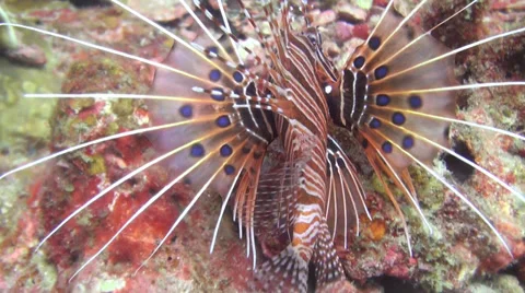 Common Lion Fish Stock Footage 33781986