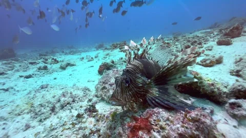 Common lionfish also known as devil firefish (Pterois miles) near Mnemba Stock Footage 332092240