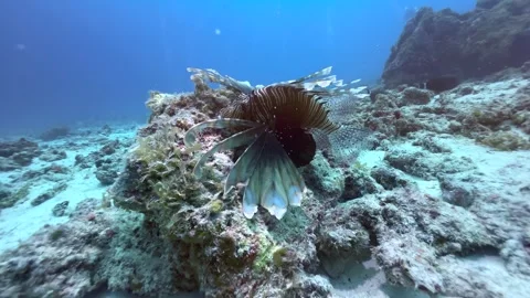 Common lionfish also known as devil firefish (Pterois miles) near Mnemba Island Stock Footage 332092295