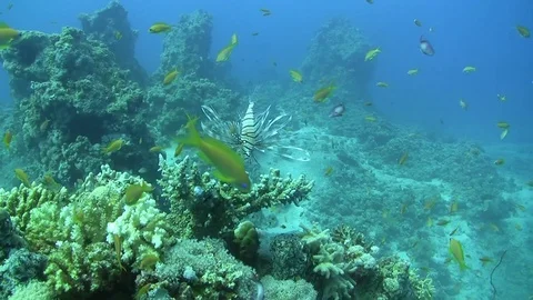 Common lionfish with anthias Stock Footage 88541176